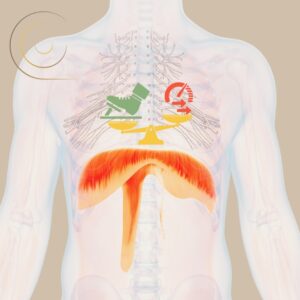 Lire la suite à propos de l’article Le rôle du système nerveux autonome et son lien avec la respiration